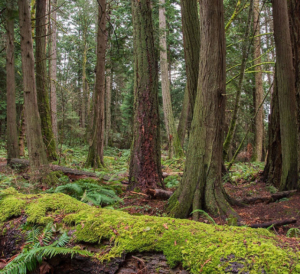 Forest
